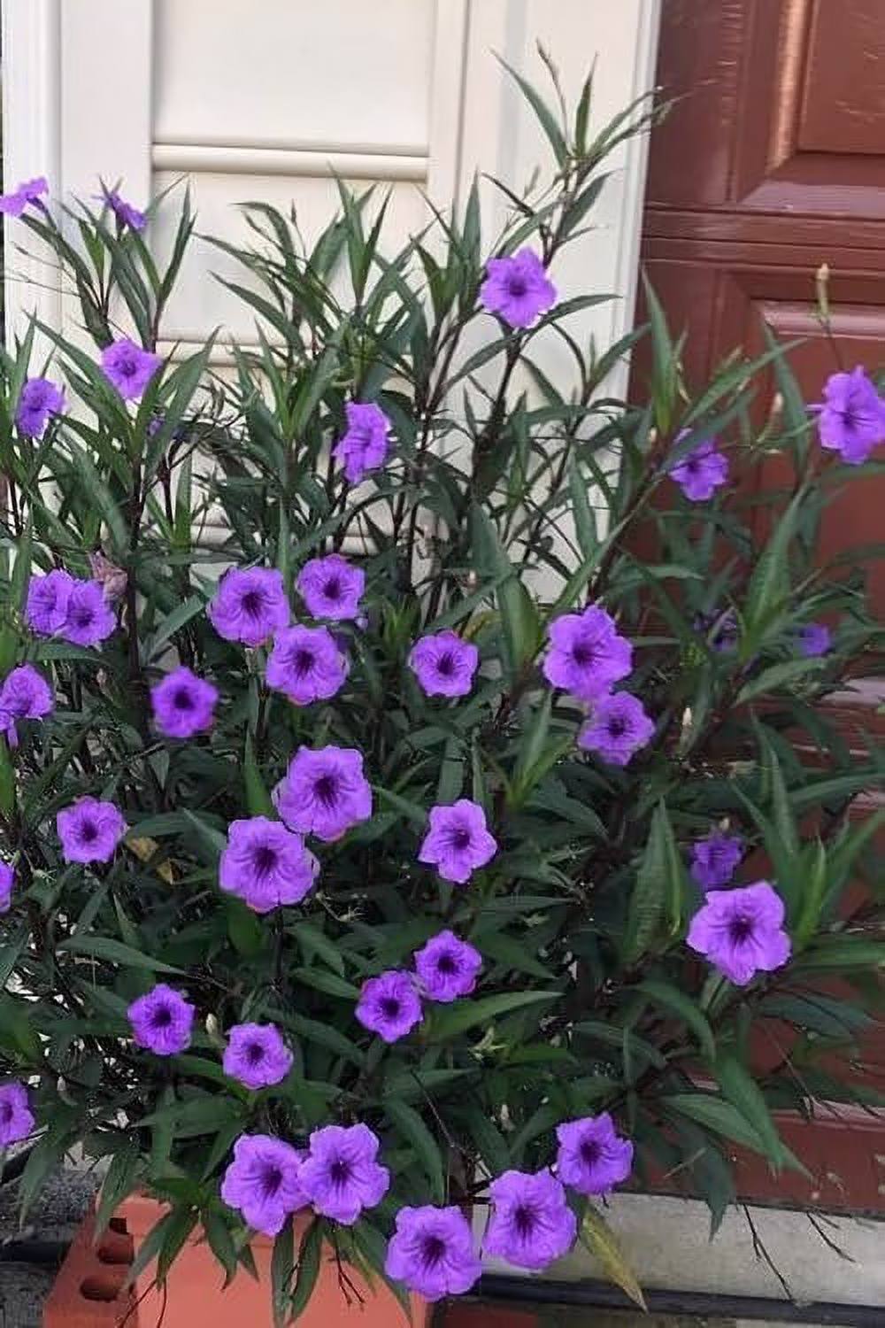Mexican Petunia Purple I 3 Large Gallon Size Plants I Ruellia Brittoniana  Live Vibrant Purple Flowers, Drought and Heat Tolerant, Ideal for Garden Borders and Container Planting