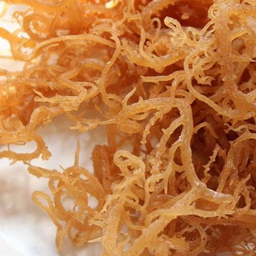 wildcrafted irish sea moss  100% pure all natural  & mineral rich  no preservatives  golden  32 oz