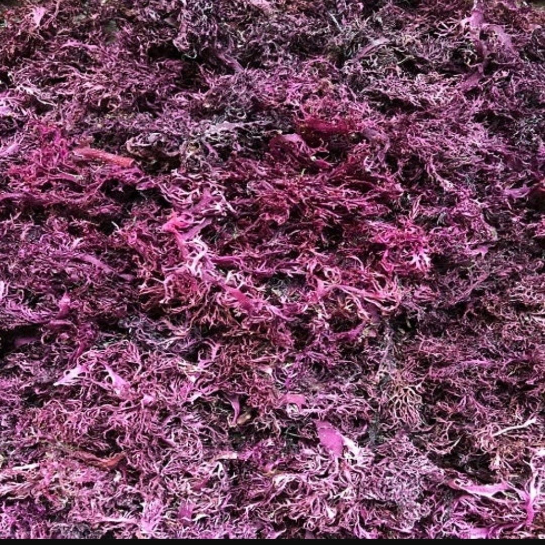 Seamoss Healing Purple Sea Moss
