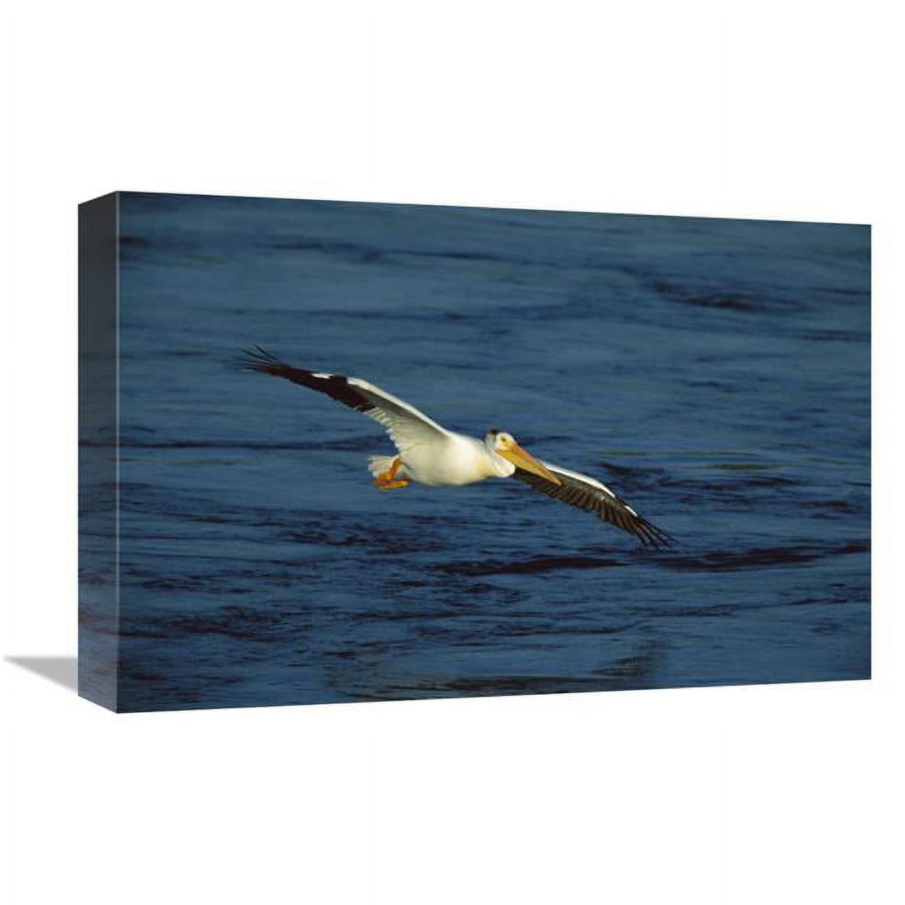 12 x 18 in. American White Pelican Flying, Saskatchewan, Canada Art Print - Tom Vezo