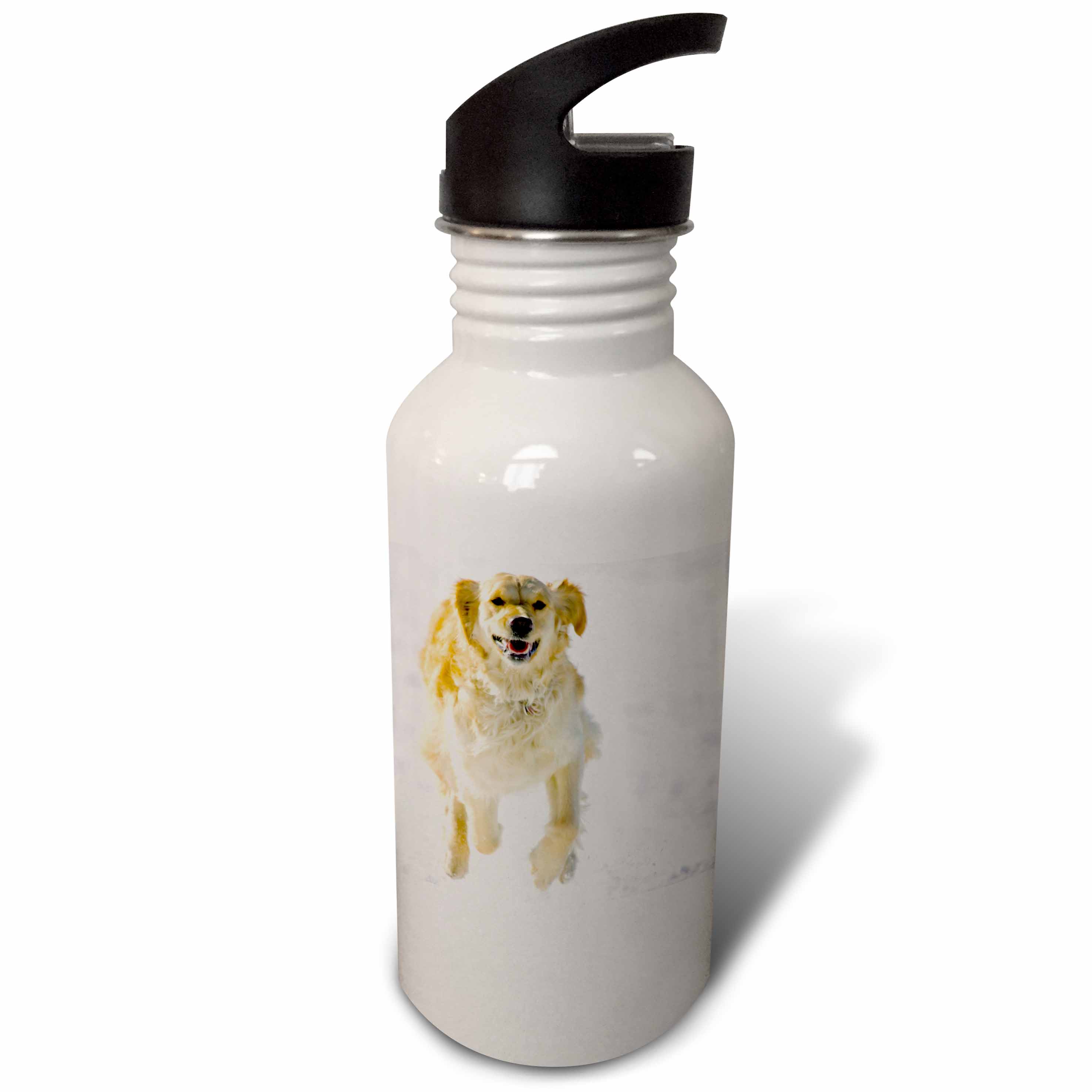 Colorado, Summit County, golden retriever dog - US06 BJA0072 - Jaynes Gallery 21 oz Sports Water Bottle wb-88833-1