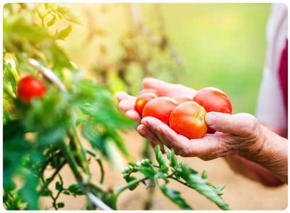 Jobe's 06005 Tomato Fertilizer Spikes, 18 Spikes