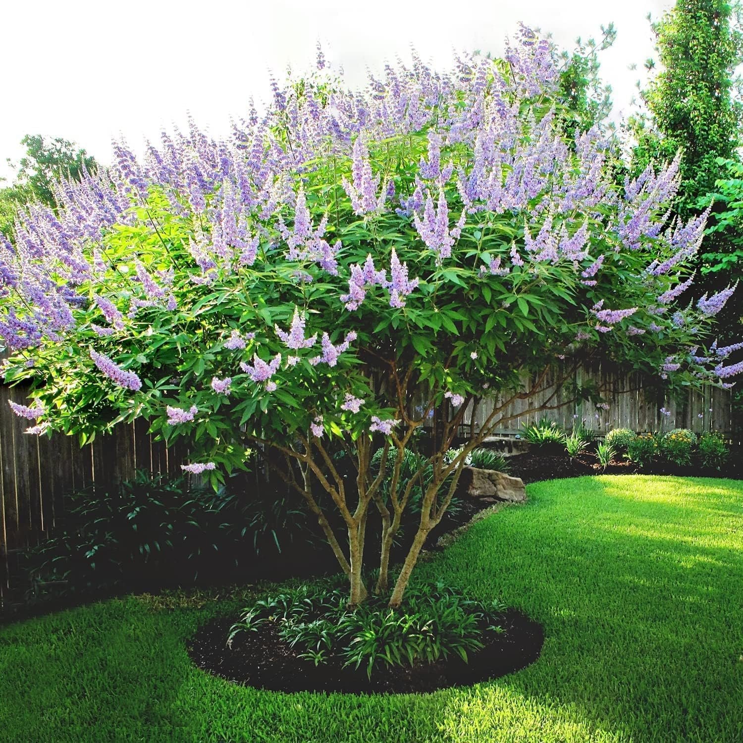 Chaste Tree  30 Live Seedlings  Texas Lilac Shoal Creek Vitex  Agnus Castus  Purple Flowering Lilac Shrub