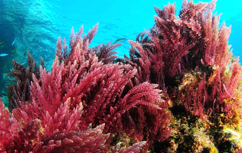 Sea Spa Life Natural Seaweed Extract Facial Toner,Balance,Hydrate, Remove Dirt and Oil Buildup, No Dyes, Facial Moisturizer, Alcohol Free, LARGER 8oz