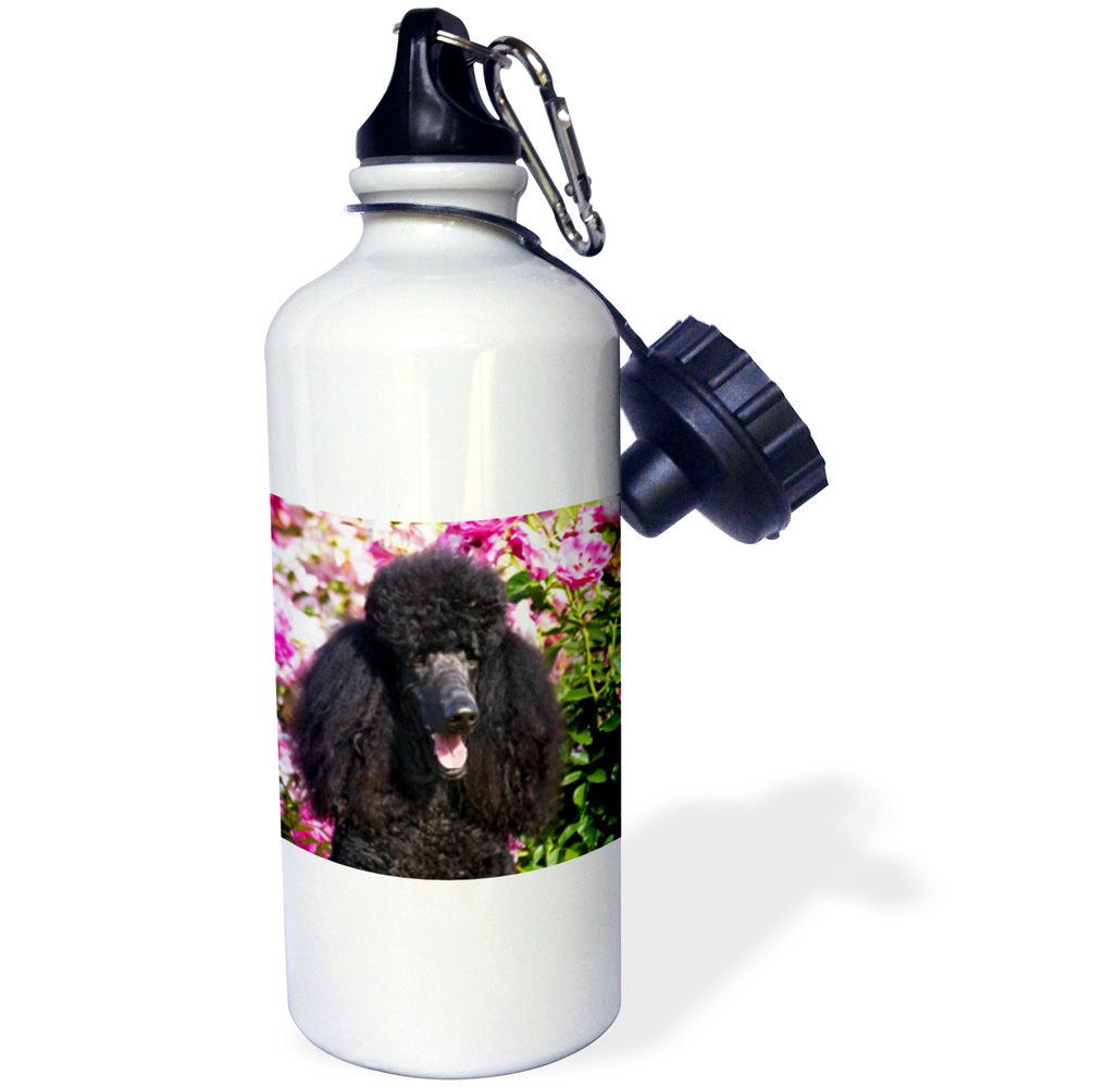 3dRose USA, California. Standard Poodle portrait in rose garden. - Straw Water Bottle, 21-ounce