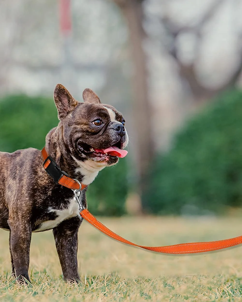 Dog Collar Bundle with 5FTx3/4 Width Double-Sided Reflective Dog Leash,5FT Nylon Dog Leashes with Nylon Dog Collar for Small Dogs,Orange
